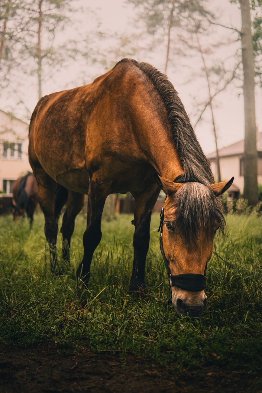 Don’t Bark at the Amish Horses (They Don’t Care)