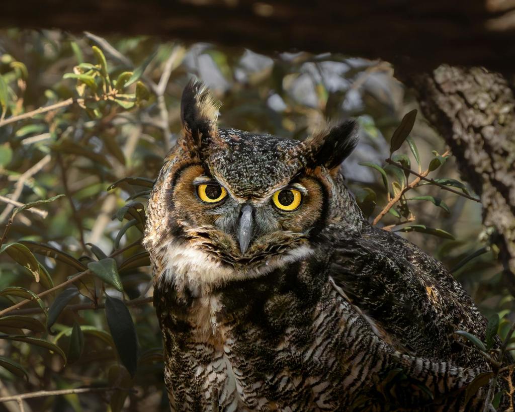 Night Owls Vs. Early Birds (Part 1)